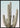 Saguaro kaktusplakat