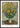 Jerusalem Artichoke Flowers plakat