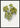 Abutilon Thompsoni bladplakat