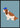 Cocker Spaniel med kasket plakat