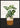 Plante med sarte blade plakat