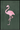 flamingo mørk plakat