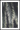 Palm plant plakat