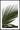 Palms plakat