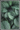 Calathea plakat